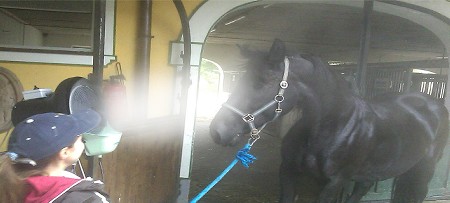 Erfrischung und Abkhlung  an Hitzetagen fr Pferde mit Rauch System